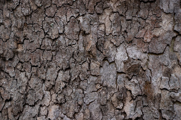 Tree bark grain wood natural vintage worn texture background material surface