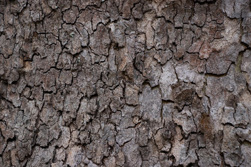Fototapeta premium Tree bark grain wood natural vintage worn texture background material surface