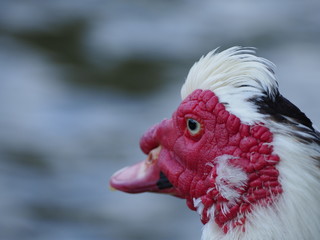 Red Face Duck at La Pradera Lake in Dosquebradas Colombia