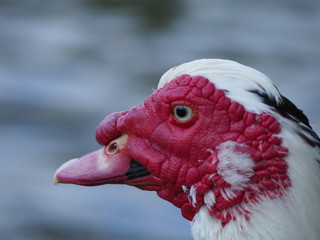 Red Face Duck at La Pradera Lake in Dosquebradas Colombia