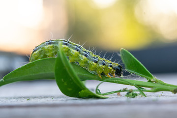 cydalima perspectalis caterpillar in the garden, The boxwood caterpillar destroys many plants..