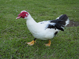 Red Face Duck at La Pradera Lake in Dosquebradas Colombia
