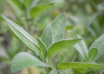 Obraz premium Salbei wächst im Garten / Salbeiblätter (Salvia)