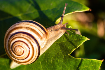 Snail in shell crawling on a vine leaf