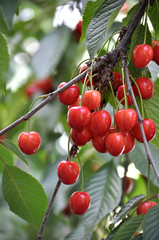On a tree branch, ripe berries Prunus avium (cherry)