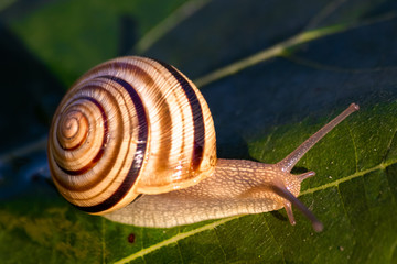 Snail in shell crawling on a vine leaf