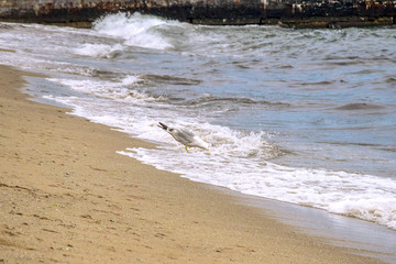 The seagull is located on the seashore and drinks sea water. Waves run on the sandy beach. In the background is a pier, built of stone. Selective focus. Copy space.