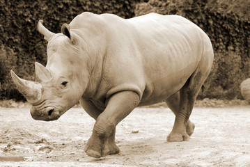 The white rhinoceros or square-lipped rhinoceros is the largest extant species of rhinoceros.  It has a wide mouth used for grazing and is the most social of all rhino species © Daniel Meunier