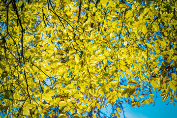 yellow autumn leaves against blue sky