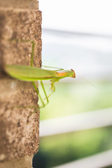 Mantis Insect