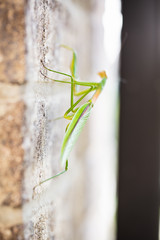 Mantis Insect