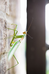 Mantis Insect