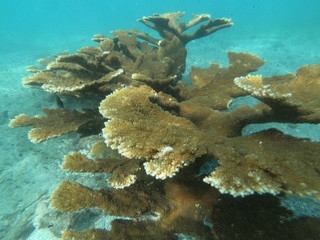 Coral _ Acropora palmata 5