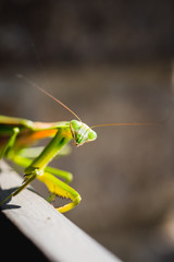 Mantis Insect