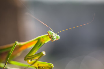 Mantis Insect
