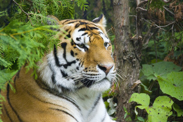  The tiger (Panthera tigris) is the largest cat species. It is the third largest land carnivore...