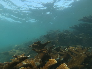 Coral _ Acropora palmata landscape 2