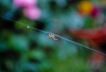  Little yellow spider on the web.