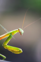 Mantis Insect