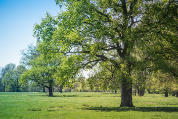 Obraz premium Trees in the Floodplain of the River Sieg.
