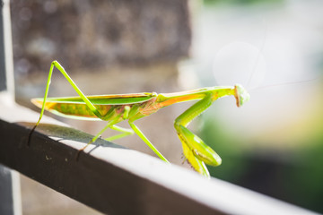 Mantis Insect