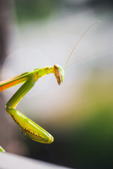 Mantis Insect