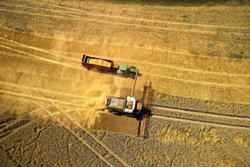 harvesting wheat grain on field