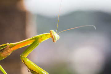 Mantis Insect