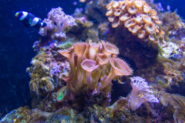 Small fish in deep water in aquarium, Barcelona, Spain