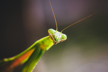Mantis Insect