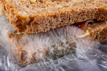 Moldy sandwich with smoked meat in a plastic bag. Dark bread with grains covered with white mold.