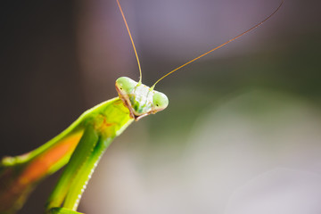 Mantis Insect