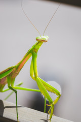 Mantis Insect