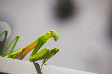 Mantis Insect