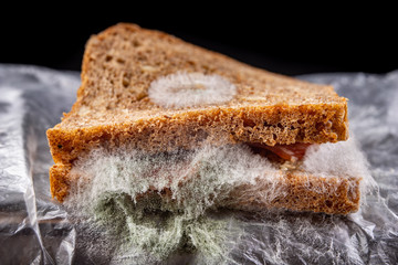 Moldy sandwich with smoked meat in a plastic bag. Dark bread with grains covered with white mold.