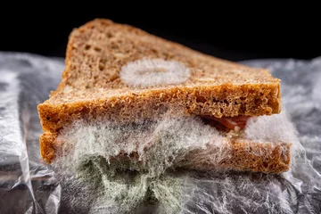 Papier Peint photo Lavable Snack Sandwich moisi à la viande fumée dans un sac en plastique. Pain noir aux grains recouverts de moisissure blanche.