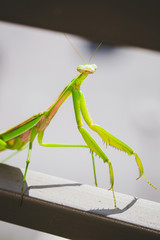 Mantis Insect