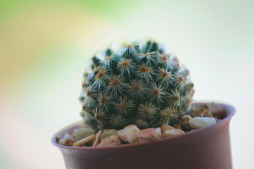 planting cactus as a hobby