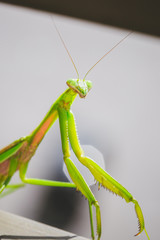 Mantis Insect