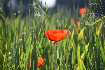 Obraz premium Coquelicot ile de ré