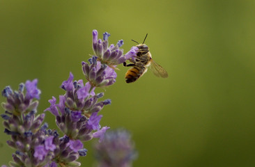 Biene
