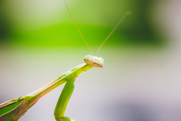 Mantis Insect