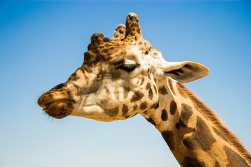 Head Portrait Rothschild Giraffe in Sunlight