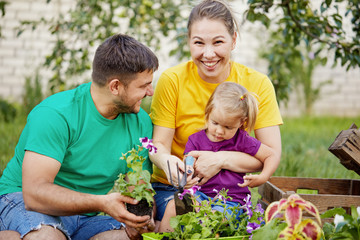 Naklejka na ściany i meble Happy family gardening together and taking care of nature. Plant sprouts and fertilize the ground. Mother, father and little child in colorful bright t-shirts in kailyard