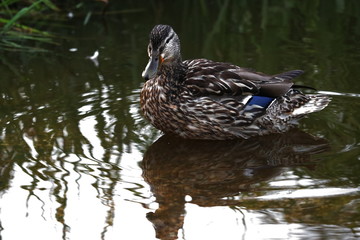 Evening duck. 