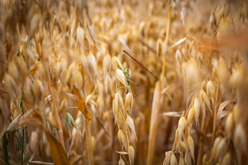 ripe oats in the field against the sky