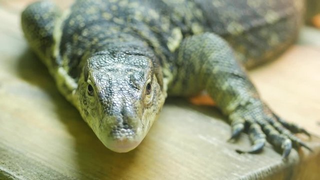 Dangerous reptile predator wild striped varan (Varanus nebulosus)