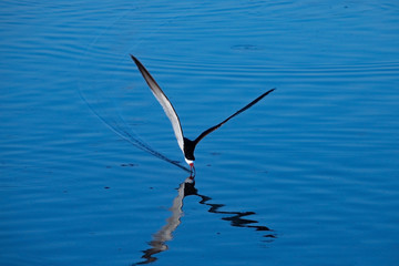 One black skimmer (Rynchops niger) scratches the waters of a lake with the beak looking for food. Reflected bird on the water surface. Pantanal, Brazil.