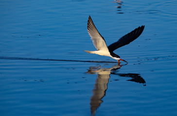 One black skimmer (Rynchops niger) scratches the waters of a lake with the beak looking for food. Reflected bird on the water surface. Pantanal, Brazil.