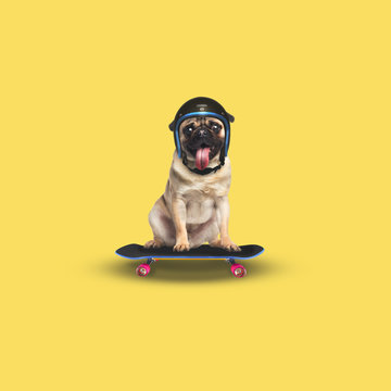 Pug patinando con casco negro 
